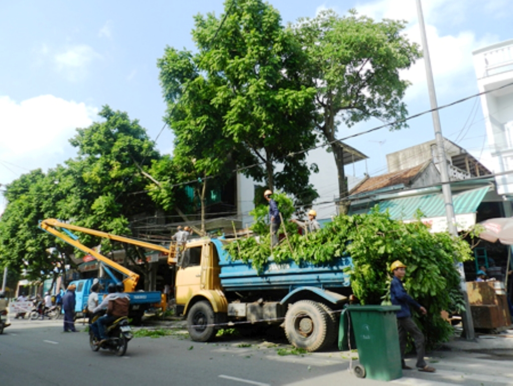 Công ty cây xanh An Phú - Dịch vụ cắt tỉa cây xanh TpHCM