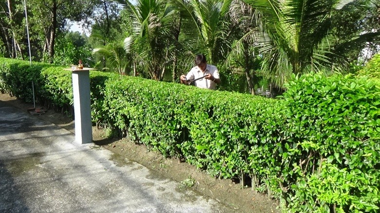 Phương Trung Green - Dịch vụ cắt tỉa cây xanh TpHCM 