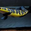 Giá cá lóc Yellow Sentarum, vảy rồng đỏ size nhỏ – max 2024