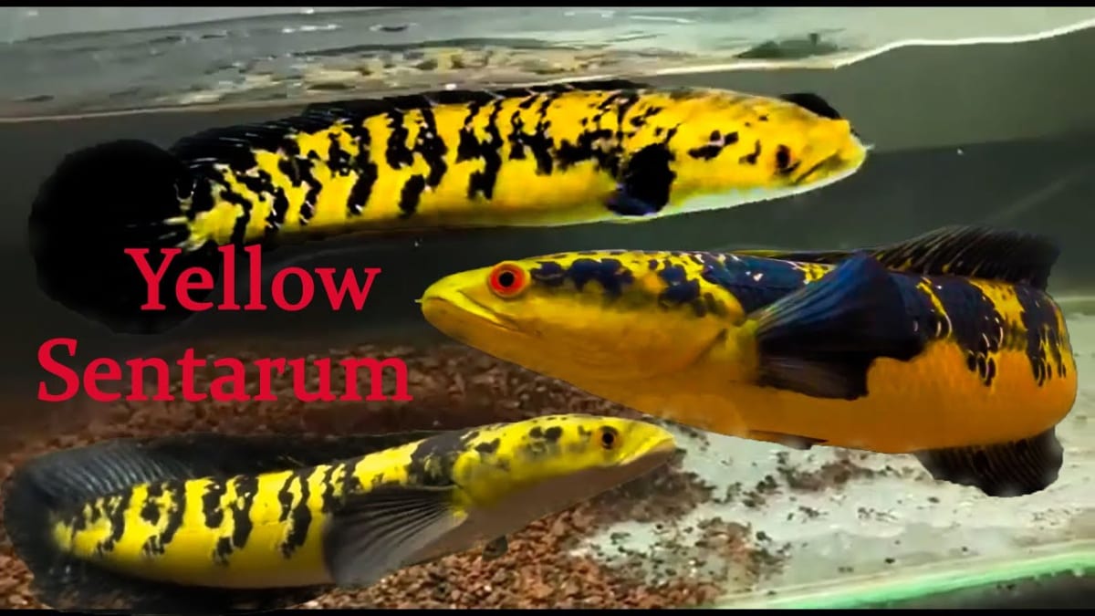 giá cá lóc yellow Sentarum