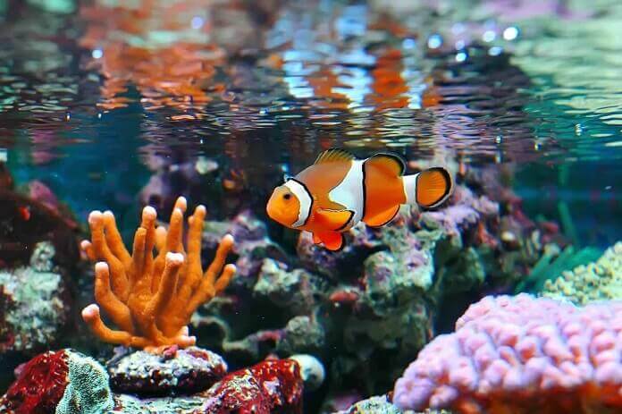 giá cá Nemo