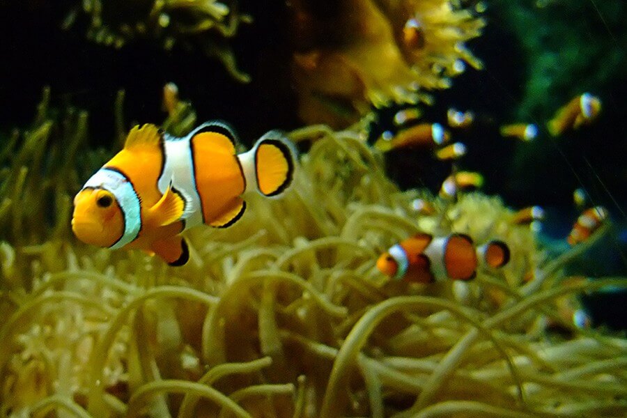 giá cá Nemo