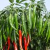 Chi phí trồng 1 ha ớt bao nhiêu tiền 2024? Trồng bao lâu thì thu hoạch?