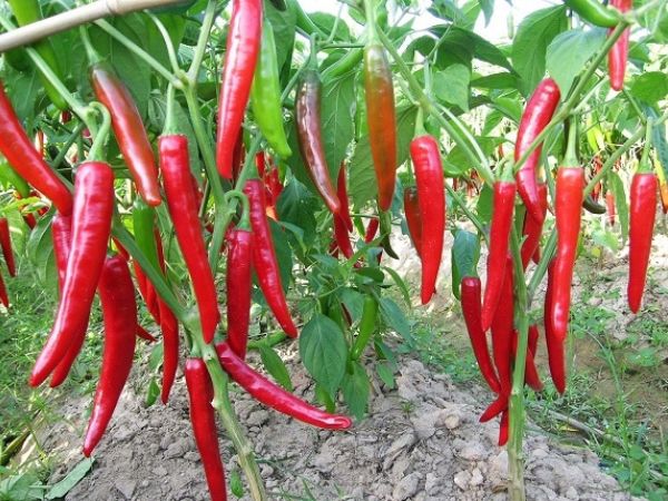chi phí trồng 1 ha ớt